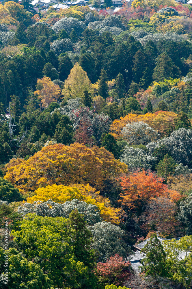 Trees in Nara city in Japan from the hill in sunny day