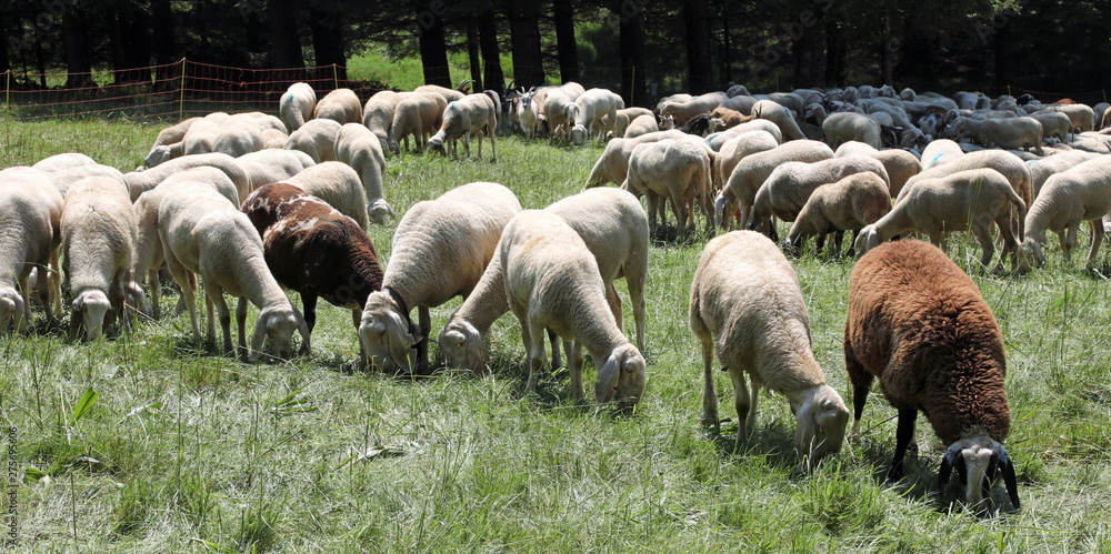 Fototapeta premium many grazing sheep in mountain