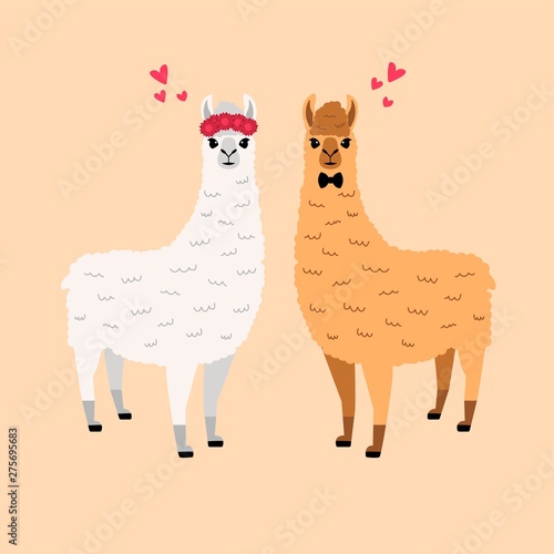 Llamas in love. Vector illustration. Colorful. A couple of cute animals. Floral wreath and bow tie. Valentines day  romantic feelings