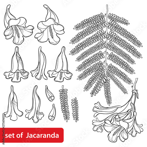Set of outline blossoming Jacaranda mimosifolia flower bunch, bud and leaves in black isolated on white background.