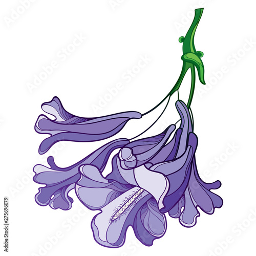 Outline blossoming Jacaranda mimosifolia flower bunch with bud in pastel purple isolated on white background.