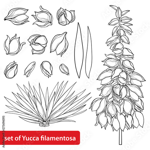 Set of outline Yucca filamentosa or Adam’s needle flower bunch, ornate bud and leaf in black isolated on white background.