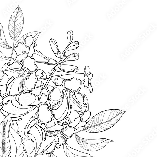 Corner bouquet of outline Tecoma stans or yellow Trumpet flower bunch, bud and leaf in black isolated on white background.
