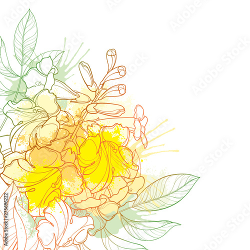 Corner bouquet of outline Tecoma stans or yellow Trumpet flower bunch, bud and leaf in pastel yellow isolated on white background.