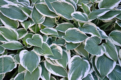 Εκτύπωση καμβά Decorative plant Hosta Patriot with variegated green with white  leaves close up