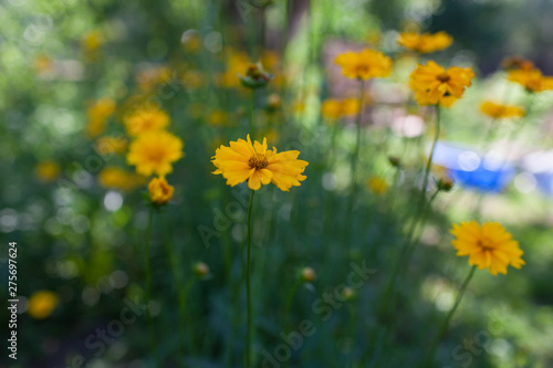 Yellow flowers of lance-leaved coreopsis (Coreopsis lanceolata) in garden. Textured © supersomik