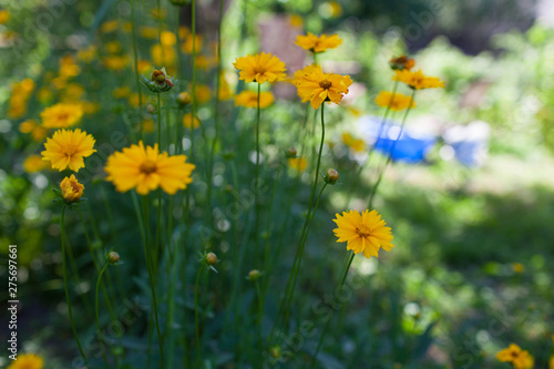 Yellow flowers of lance-leaved coreopsis (Coreopsis lanceolata) in garden. Textured photo