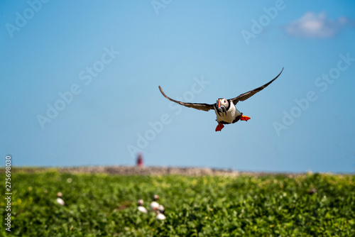 Puffin returing to its burrow with a mouth full of eels photo