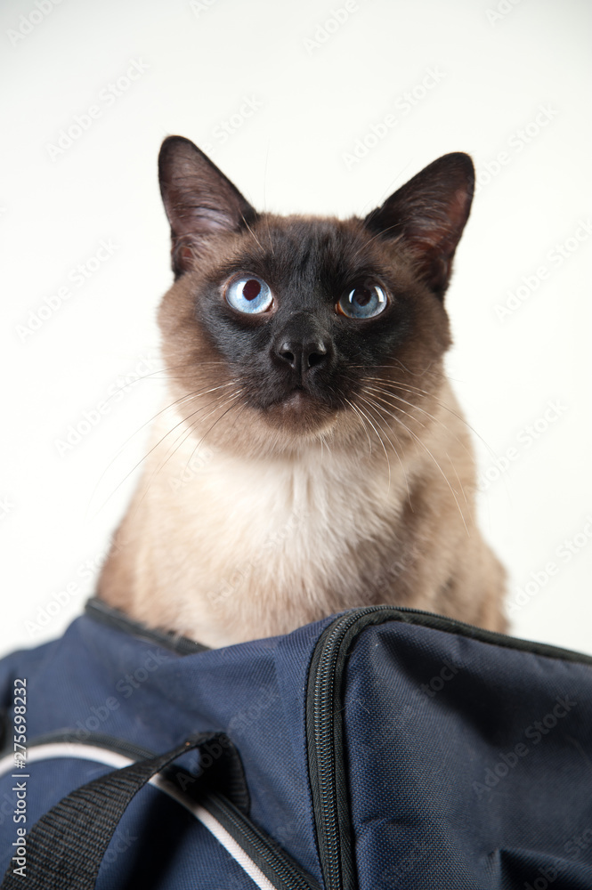 Siamese cat looking at the camera