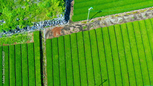 tea plantation fields, aerial view, graphic image