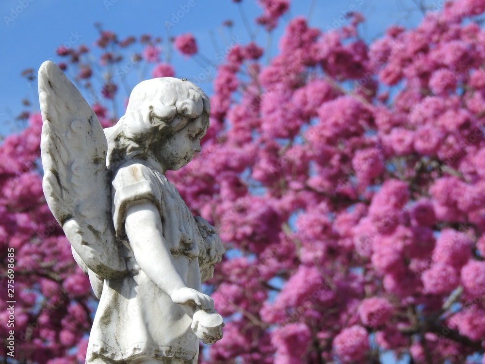 Fototapeta premium Scene in a graveyard: close-up of a stone statue of an angel holding a flower in its hand. In the blurred background, we can see part of a large pink lapacho tree laden with flowers..