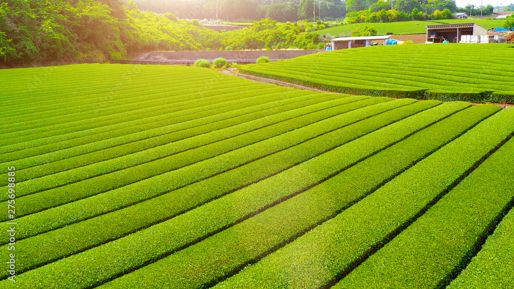 Tea plantation with path in aerial view with light, 2019 Tea plantation with path in aerial view with light, 2019