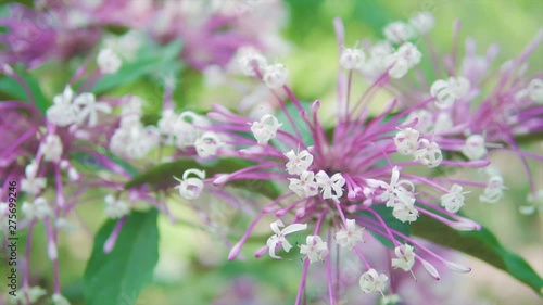 flower swaying on a breeze,ungraded
