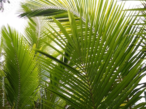 Coconut palm foliage tree background