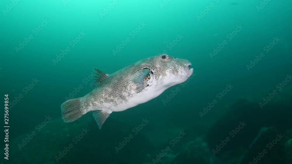 Starry pufferfish, Arothron stellatus Starry pufferfish, Arothron stellatus