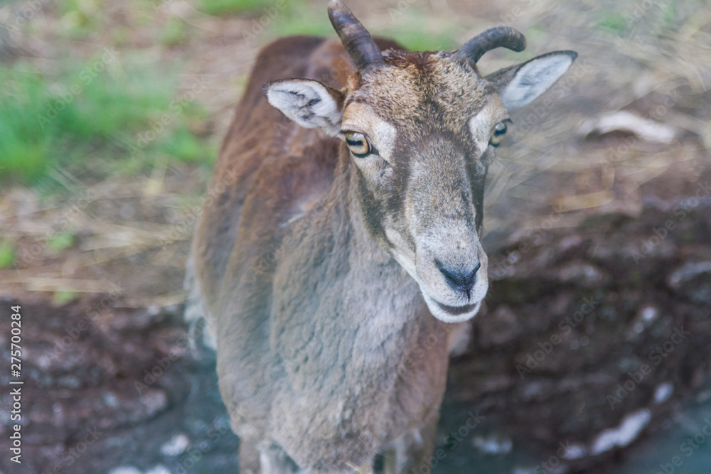 female mountain sheep female mountain sheep