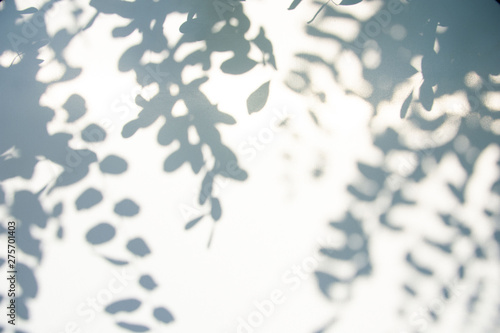 Abstract gray shadow background of natural leaves on white texture for background