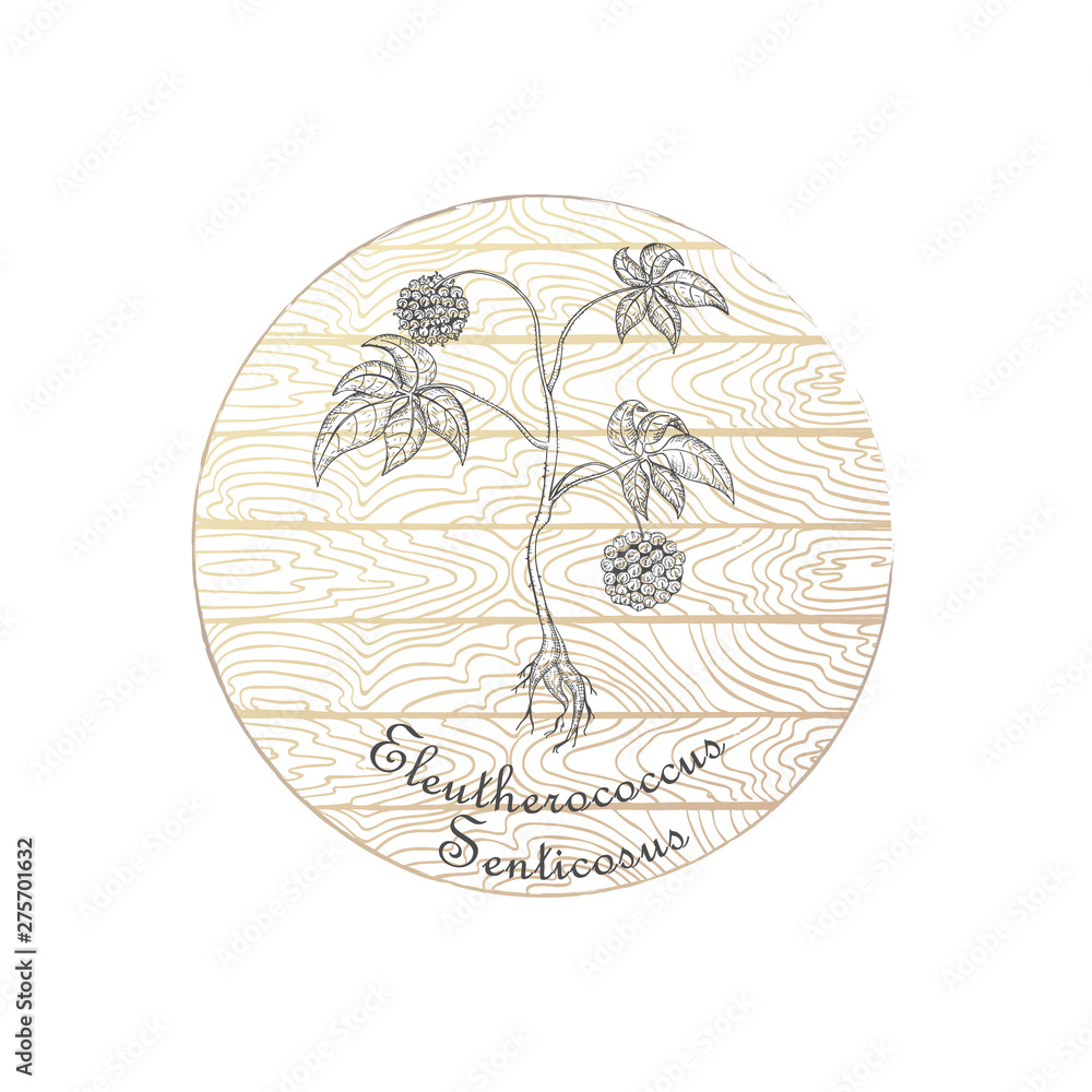 Badge with Siberian Ginseng and Wooden Backdrop Badge with Siberian Ginseng and Wooden Backdrop