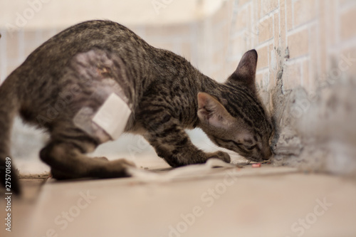 Fototapeta Naklejka Na Ścianę i Meble -  A homeless kitten was injured and was looking for food to keep alive.