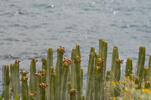Kaktus in grün mit Meer Hintergrund