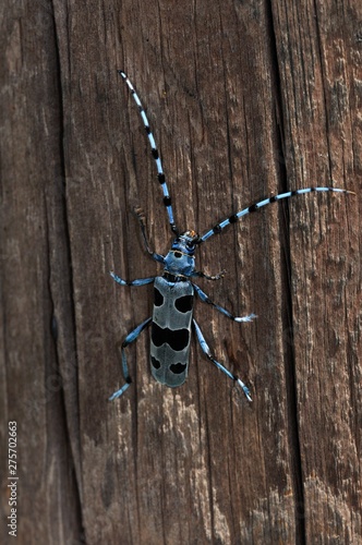 The large longhorn beetle Rosalia alpina, Greece © ASakoulis