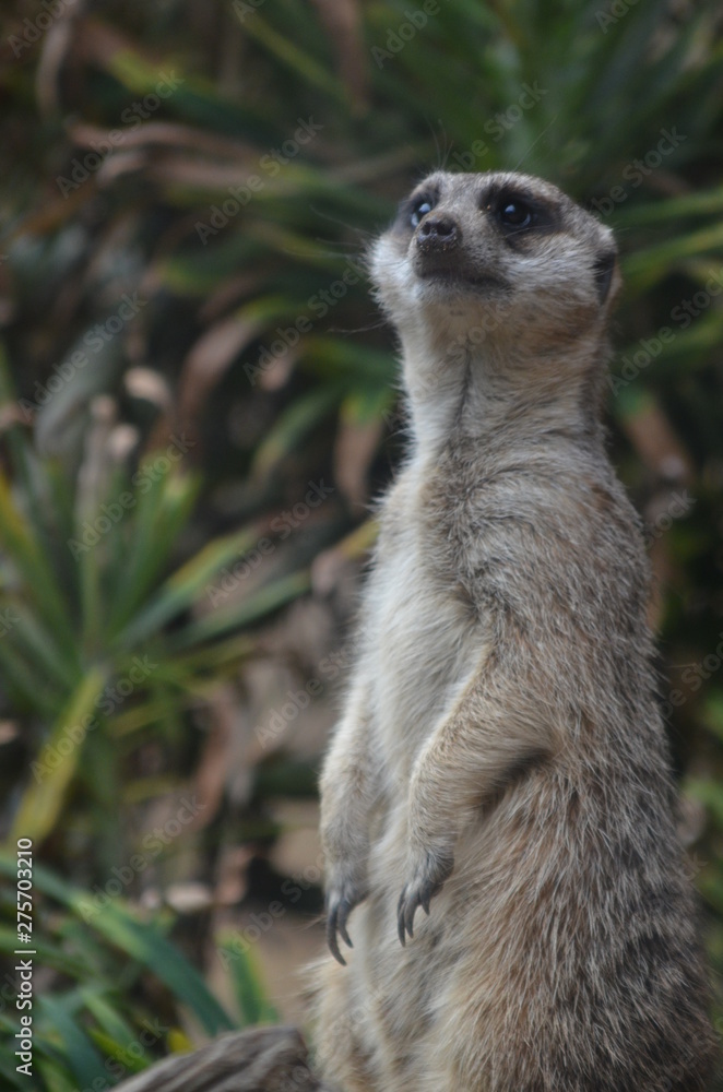 Fototapeta premium Erdmännchen aufrecht stehend im freien