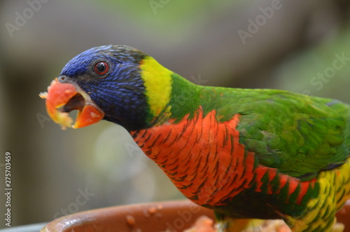 Regenbogen papagei in Nahansicht