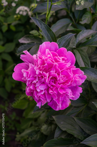 Luxurious bud of pink peony in the midst of green leaves.