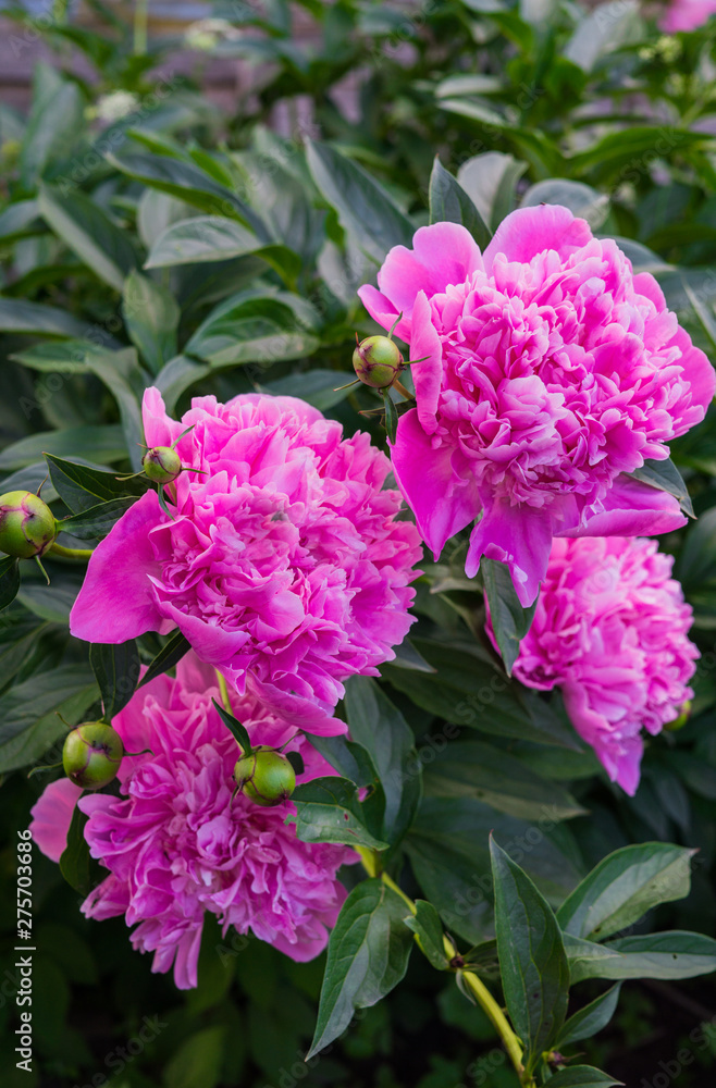 Luxurious flowers of pink peony in the midst of green leaves. Luxurious flowers of pink peony in the midst of green leaves.