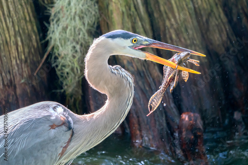 Great Blue Heron with armored catfish (plecostomus) photo