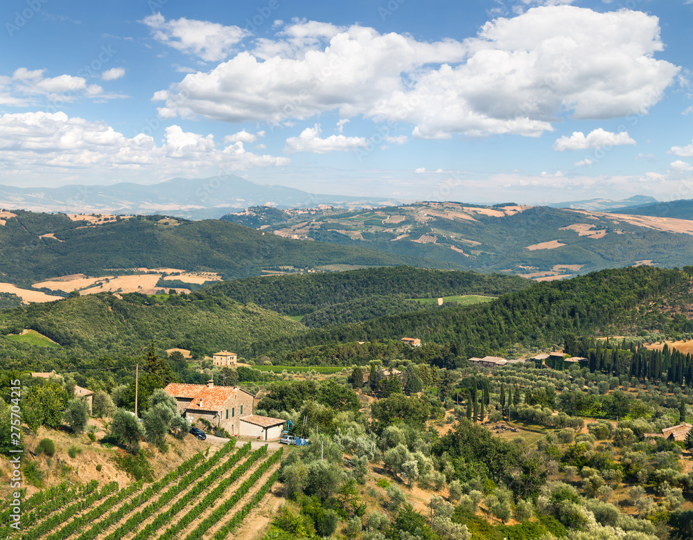 Plantation of vines near Montalcino in Tuscany