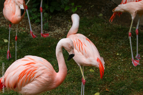 pink flamingo