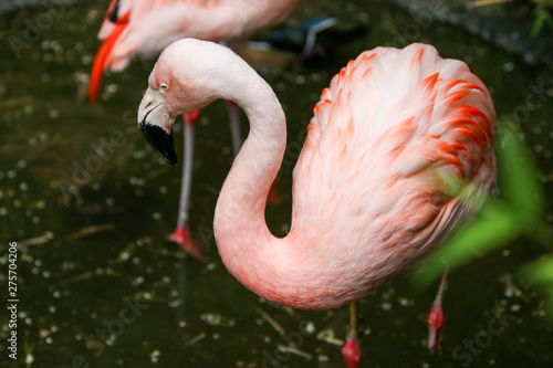 pink flamingo