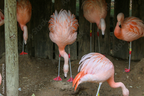pink flamingo