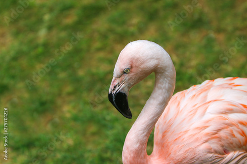 pink flamingo