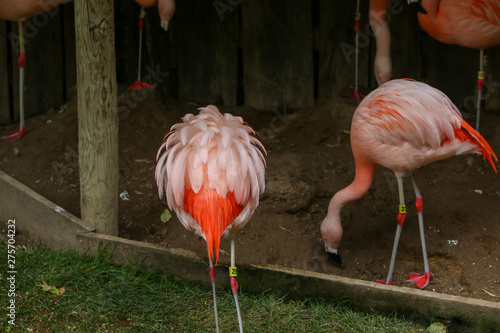 pink flamingo