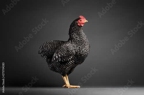Chicken in studio