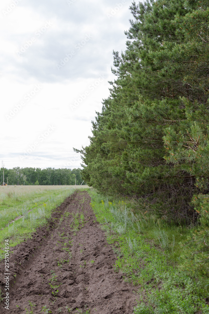 Obraz premium pine forest in Russia