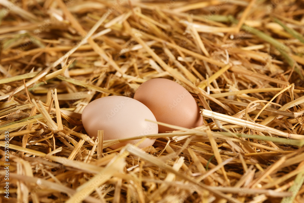 Chicken eggs in studio Chicken eggs in studio