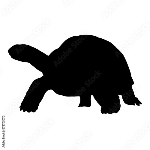 Aldabra Giant Tortoises Silhouette Vector photo
