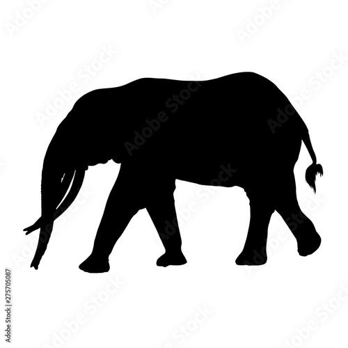 African Forest Elephant Silhouette Isolated On White