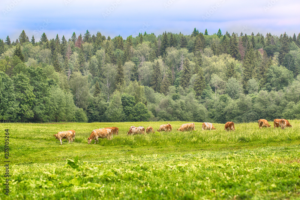 Fototapeta premium Rural landscape in cheese farm with caws eating grass