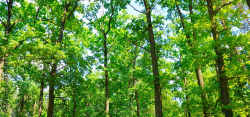 Forest with green trees and bright sun day. Wide photo.