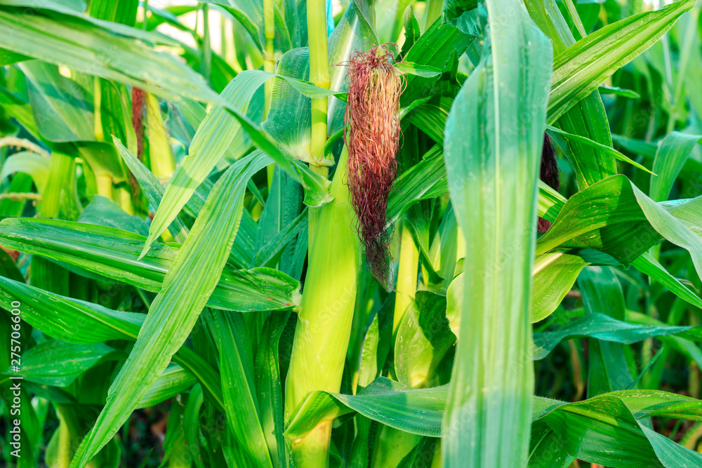 the fruit of corn matures on the stalk the fruit of corn matures on the stalk