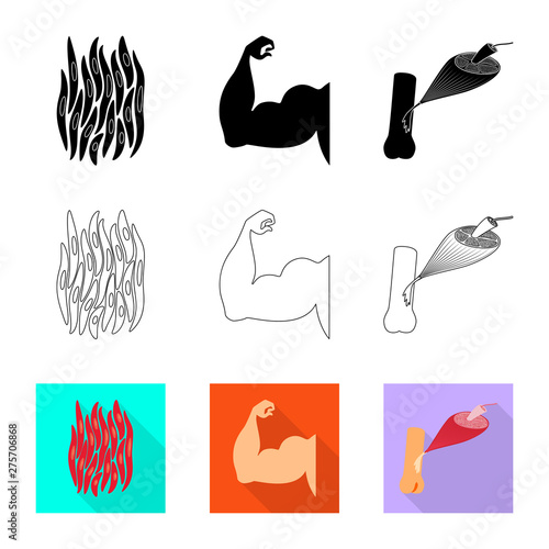 Vector design of fiber and muscular icon. Set of fiber and body stock vector illustration.
