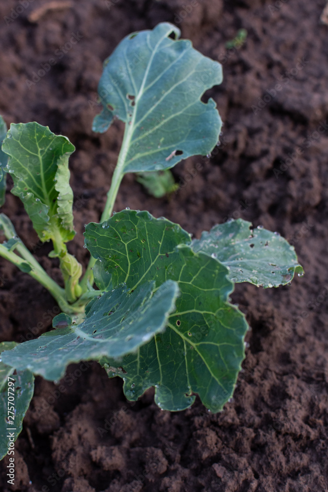 Garden beds with young green cabbage leaves close up, fresh young vegetables from the garden Garden beds with young green cabbage leaves close up, fresh young vegetables from the garden