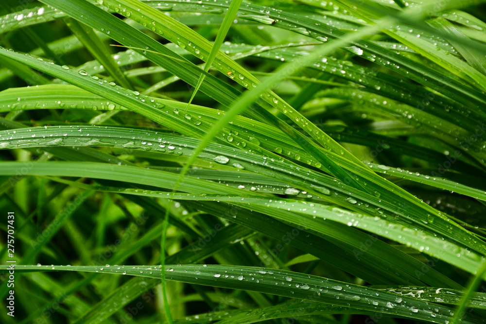 Morning dew on the grass Morning dew on the grass