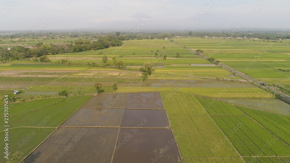aerial view rice fields, agricultural land with sown green in countryside. farmland with agricultural crops in rural areas Java Indonesia. Land with grown plants of paddy