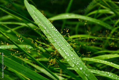  Morning dew on the grass