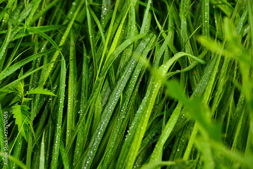  Morning dew on the grass
